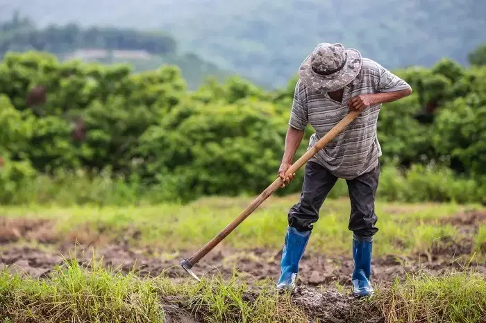 Como a Doença Ocupacional Atinge o Cortador de Cana?