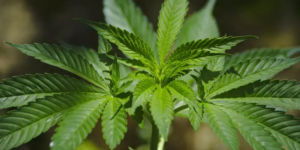 Liberação de medicamentos à base de cannabis