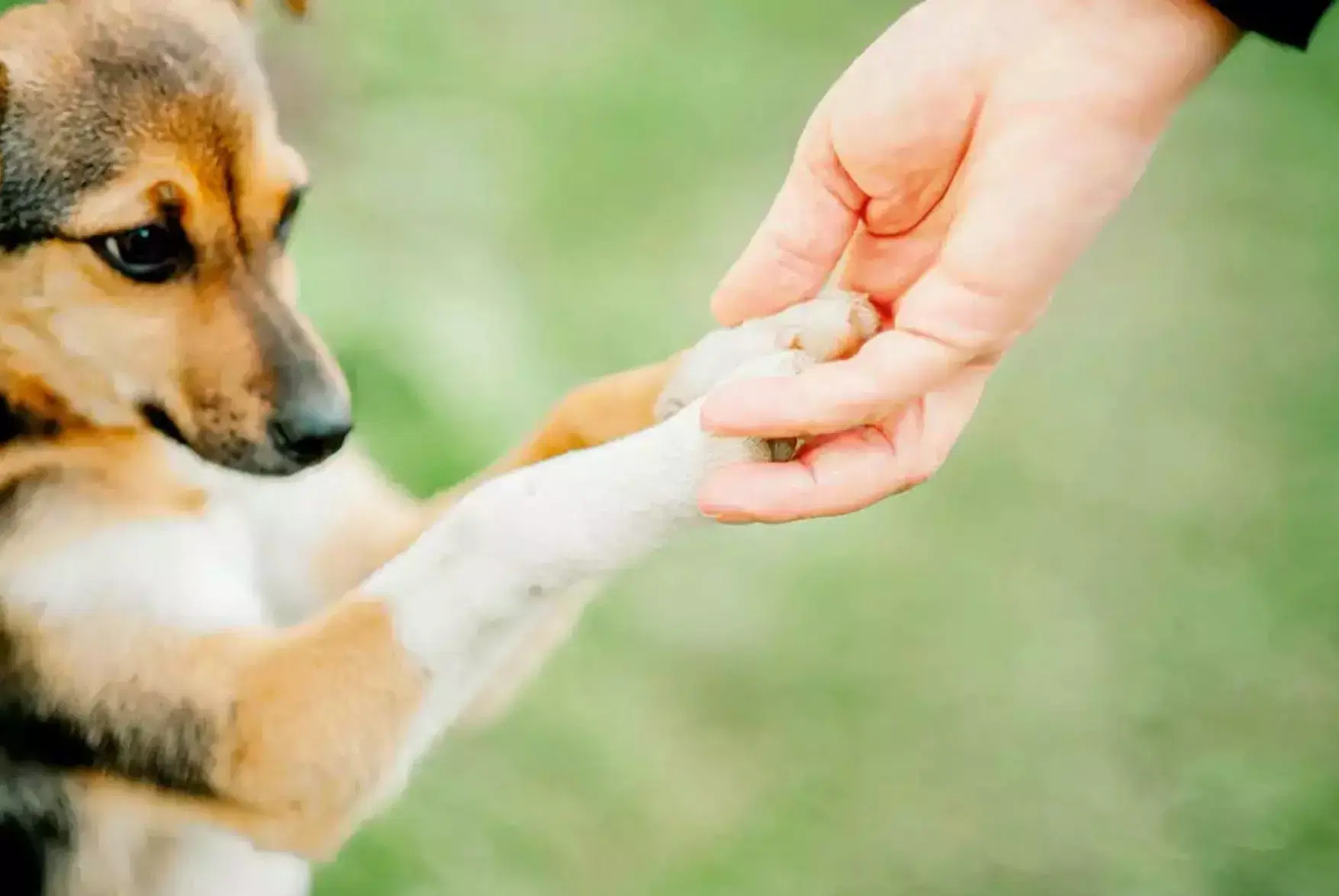 Tutela dos animais de estimação – Parte 1