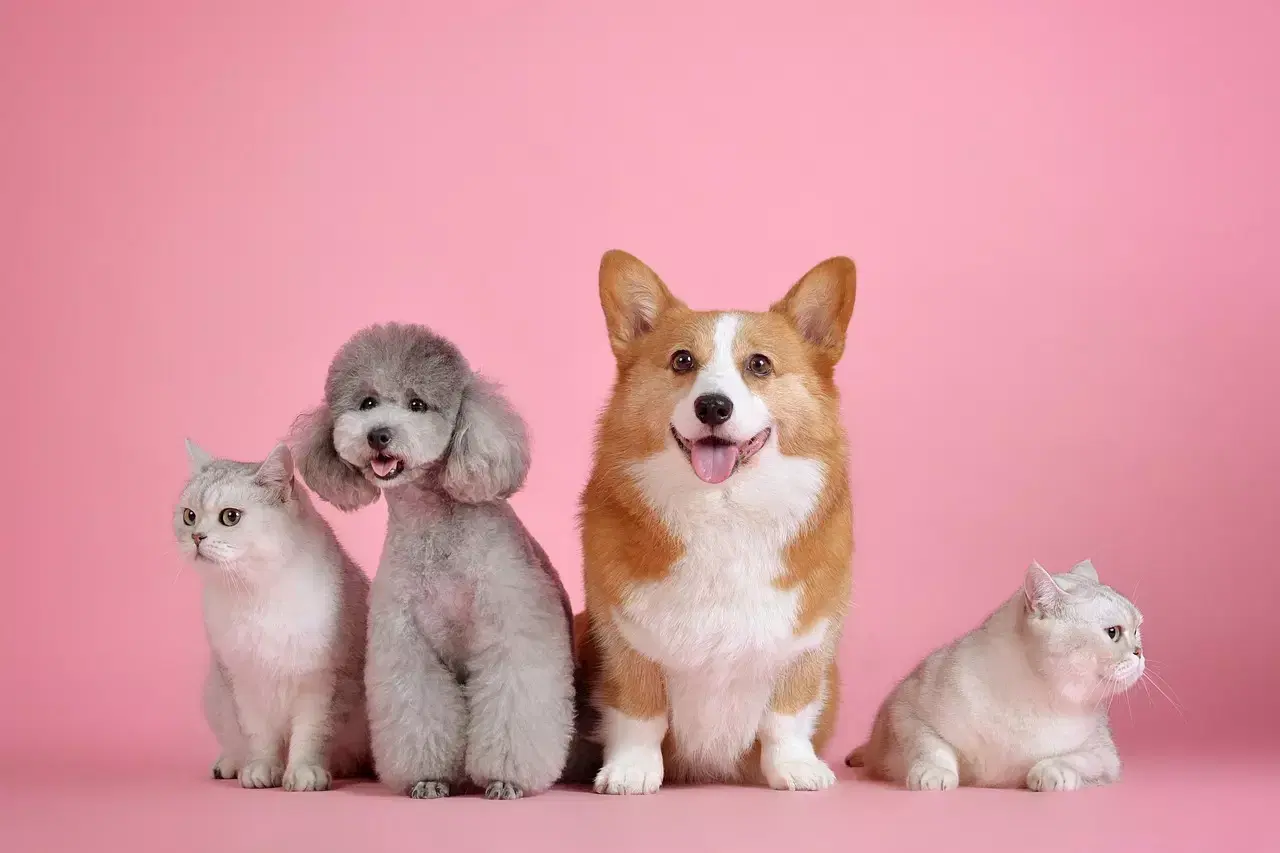 ANIMAIS DE ESTIMAÇÃO EM CONDOMÍNIOS: DIREITOS E DEVERES