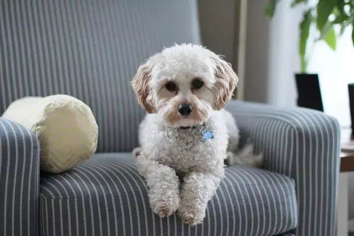 É permitida a proibição de animais de estimação na locação de um imóvel?